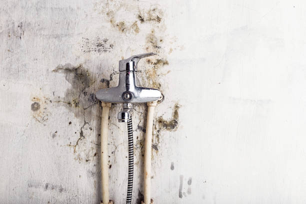 Best Emergency Mold Removal  in Jamaica Beach, TX