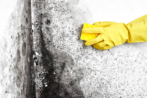 Best Affordable Mold Removal  in Jamaica Beach, TX