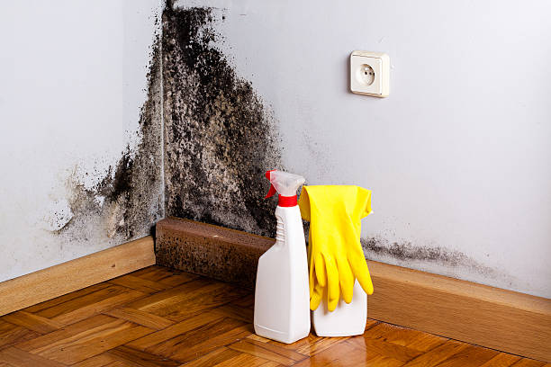 Crawl Space Mold Removal in Jamaica Beach, TX